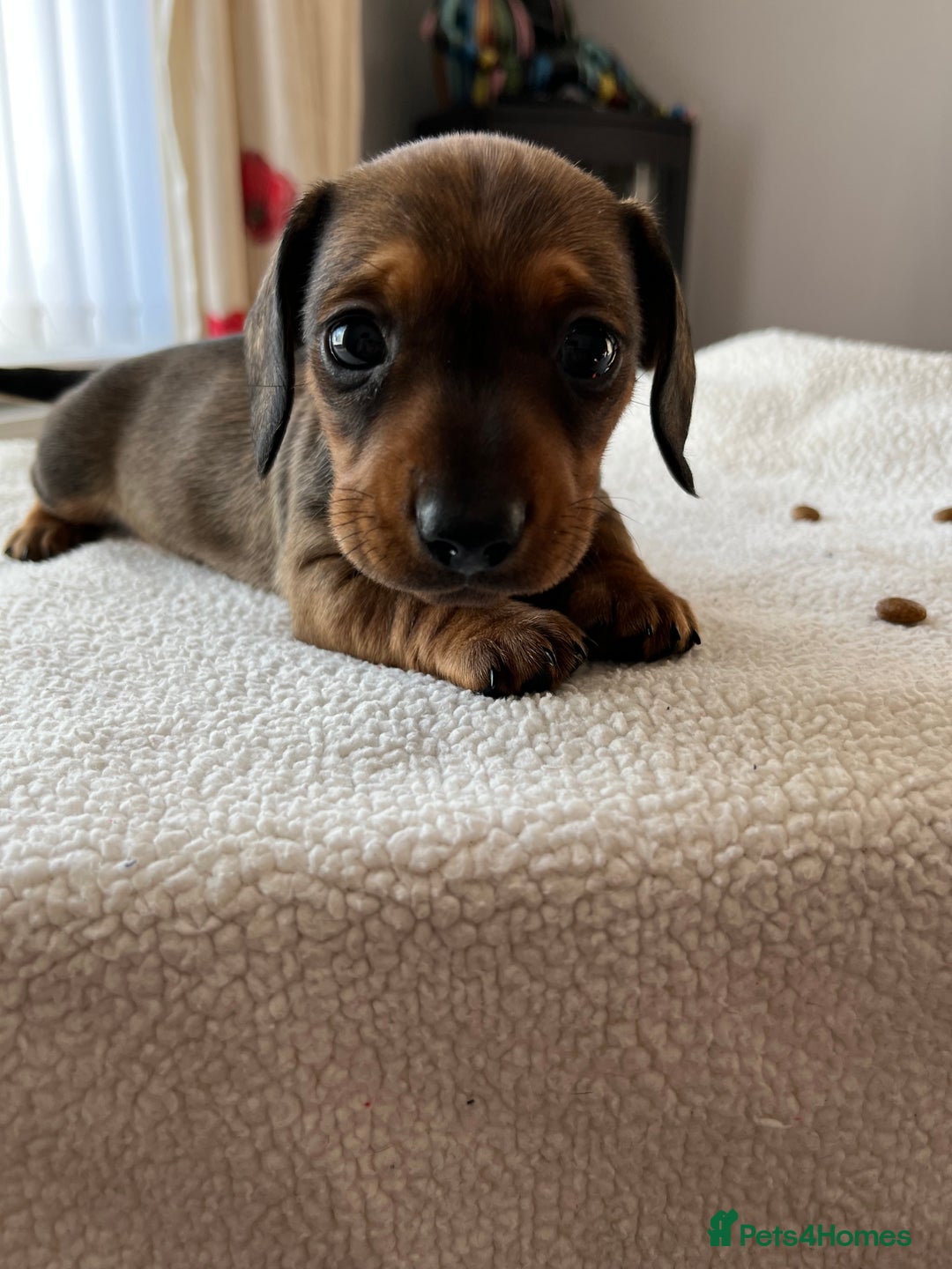 Miniature Dachshund dogs for sale: Shaded red kc reg Miniature dachshund   - Image 5