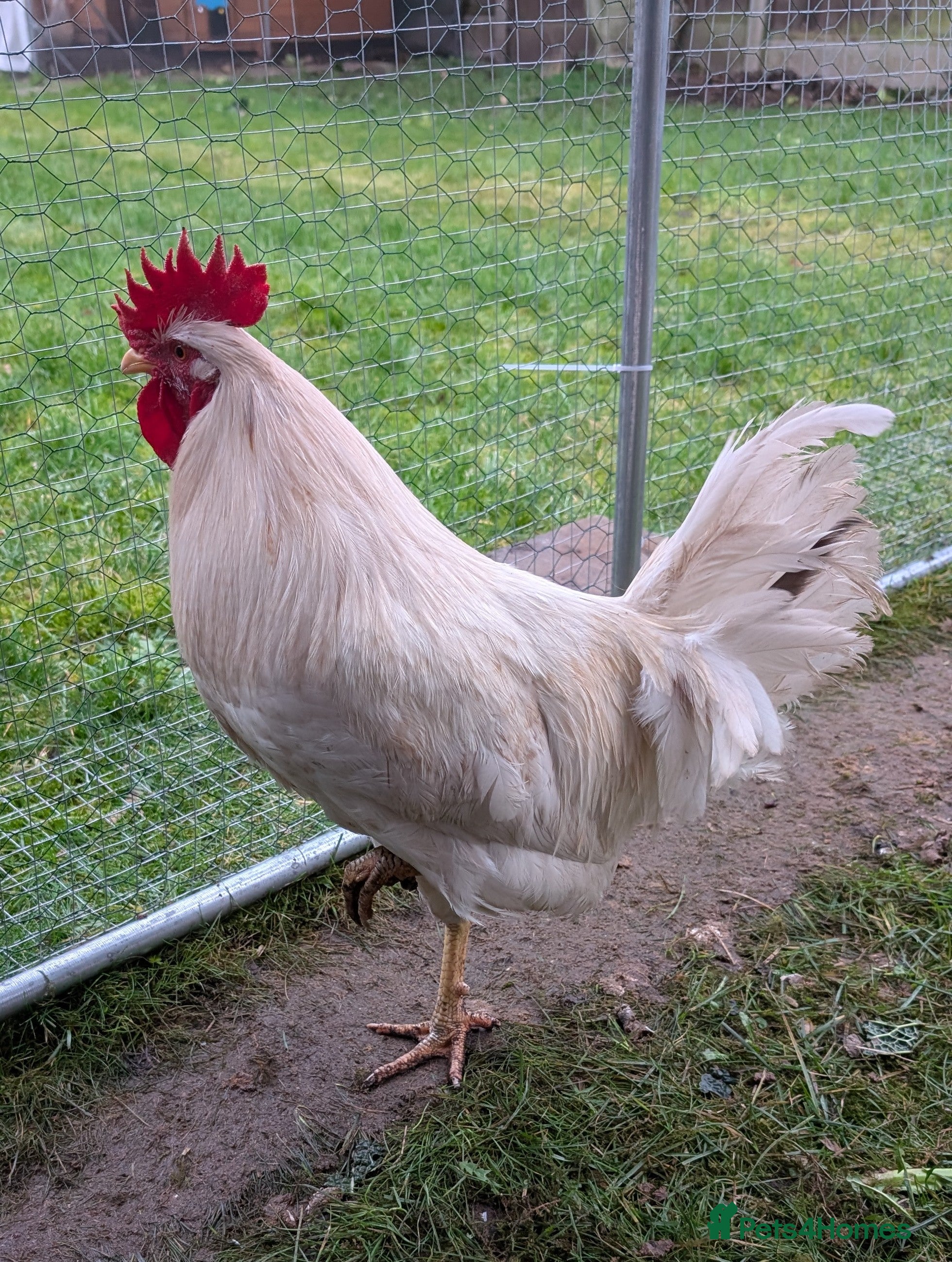 Chickens poultry 1 lovely and friendly Rooster/Cockerel - Advert 16