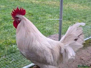 Chickens poultry 1 lovely and friendly Rooster/Cockerel - Advert 20