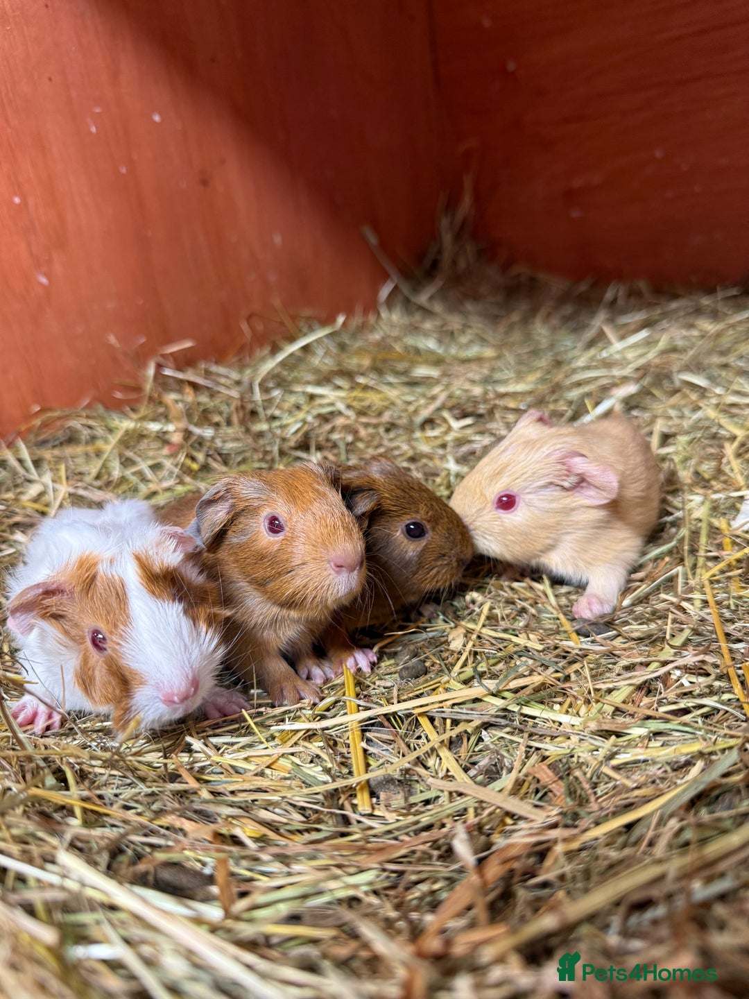 Guinea Pig rodents for sale: 2 baby guinea pigs! - Image 5