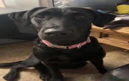 Labrador Retriever dogs for sale: Female black lab  - Image 1