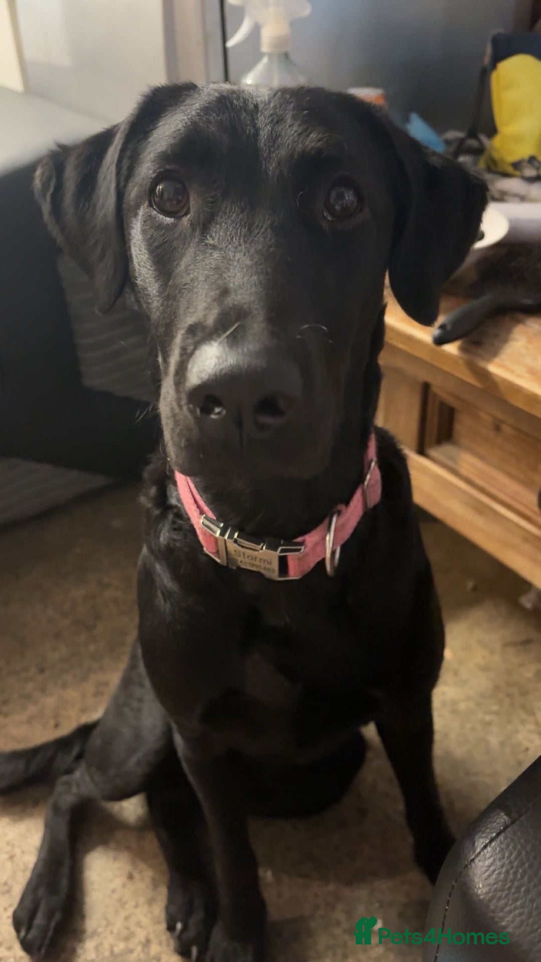 Labrador Retriever dogs for sale: Female black lab  - Image 1