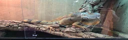Iguana reptiles for sale: Iguana - Advert 2