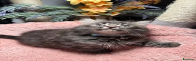 DLH Kitten 3
