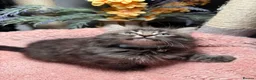 Mixed Breed cats for sale: 🌻Domestic Long-Haired Ready2Go🌻  - Advert 11