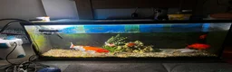 Koi Carp fish for sale: Large Koi and Goldfish – Rehome Together in Newark - Advert 4