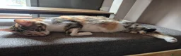 Ragdoll cats for sale: Ragdoll mixed Calico princesses  - Advert 1