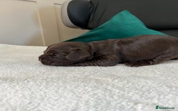 Cocker Spaniel dogs for sale: Beautiful cocker pups - Advert 4