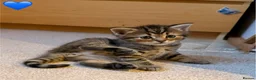 Persian cats for sale: 5 Persian X kittens available from 9th May - Advert 11