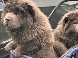 Chow Chow dogs Cheapest chow chow in London - Advert 1