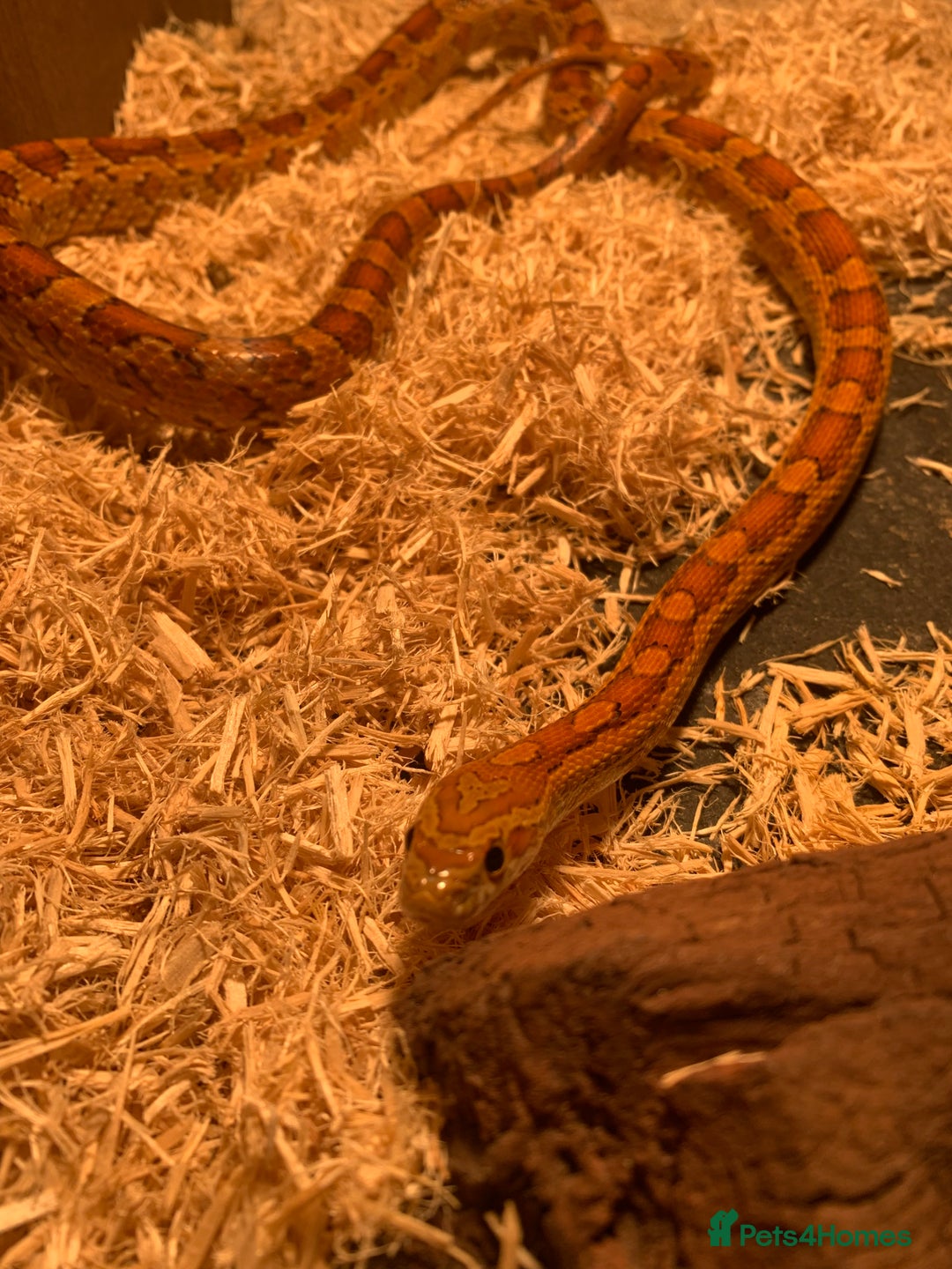 Corn Snake reptiles for sale:  Zep the cornsnake - Image 17