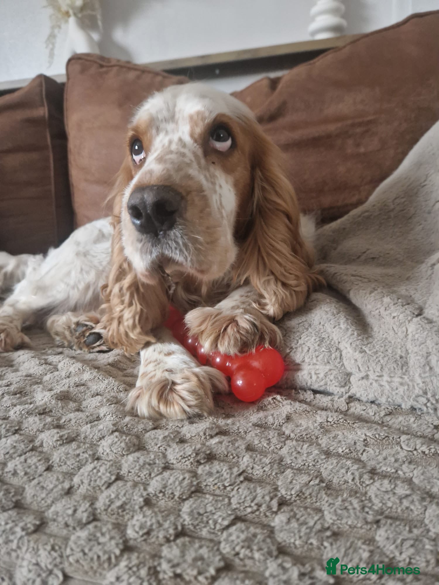 Cockapoo dogs Beautiful cockapoo’s  - Advert 2