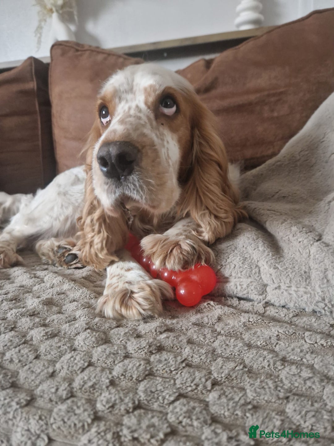 Cockapoo dogs for sale: Beautiful cockapoo’s  - Advert 2