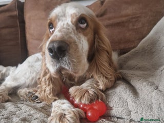 Cockapoo dogs Beautiful cockapoo’s - Advert 1