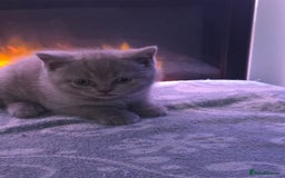 British Shorthair cats for sale: Full pedigree british short hair kittens - Image 1