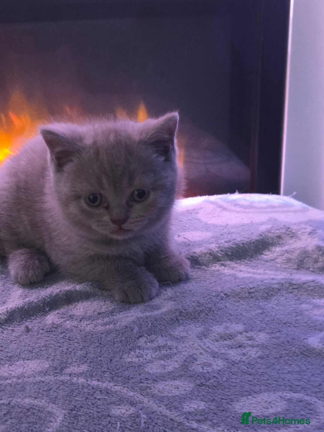 British Shorthair cats for sale: Full pedigree british short hair kittens - Image 1