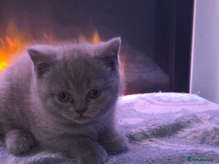 British Shorthair cats - Advert 1