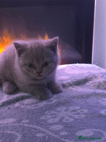 British Shorthair cats - Advert 7