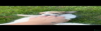 Mixed Breed 1
