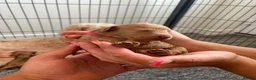 Cockapoo dogs for sale: Beautiful Cockapoo Puppies in Bristol - Advert 3