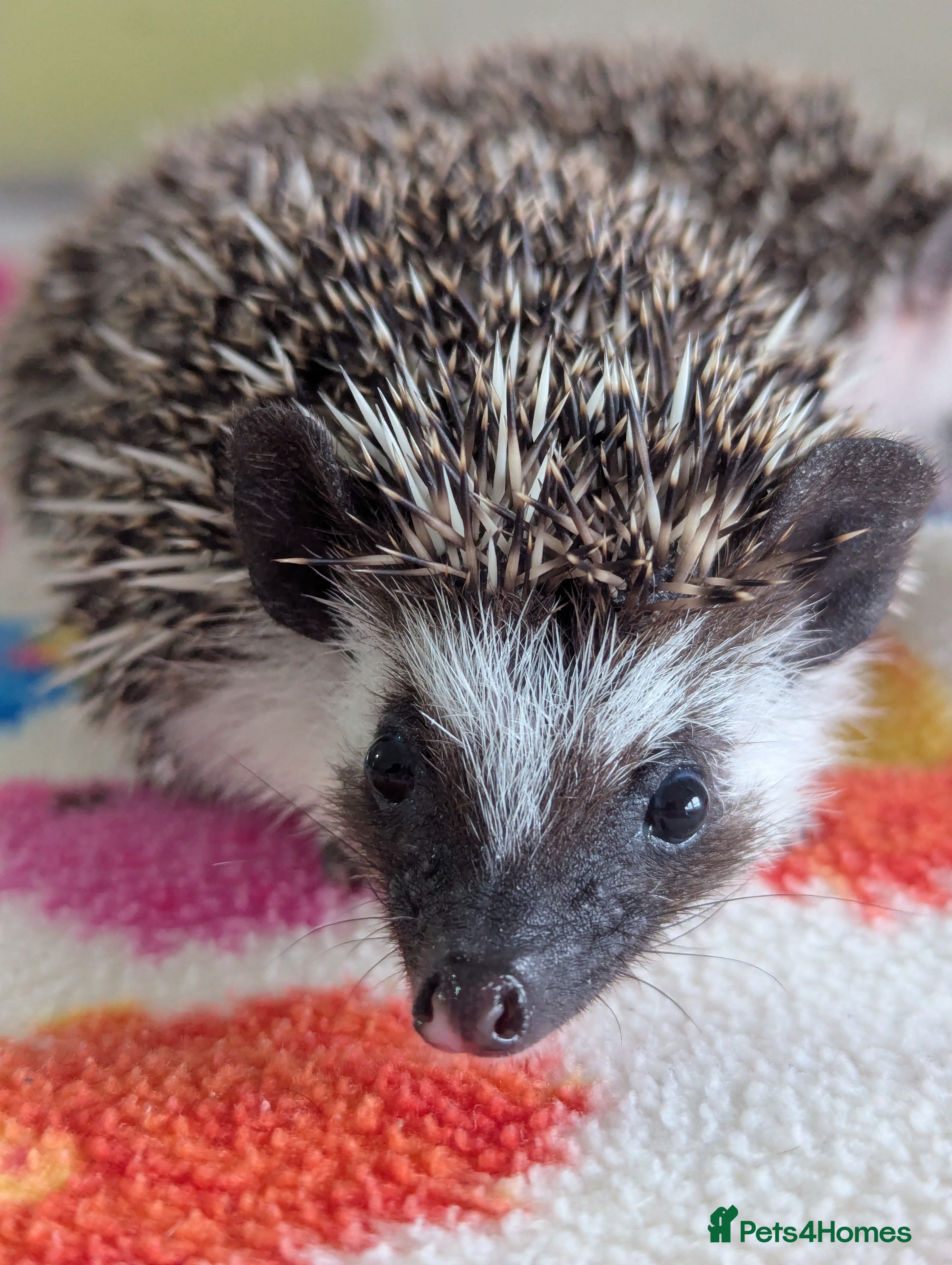Pygmy Hedgehog rodents Beautiful Baby Hoglets Ready Now/Reserve  - Advert 1