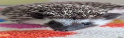 Pygmy Hedgehog rodents for sale: Beautiful Baby Hoglets Ready Now/Reserve  - Advert 7