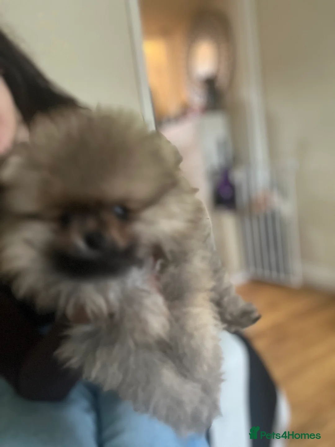 Pomeranian dogs for sale: Russian bloodline pomeranian Kc registered  - Advert 23