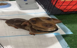 Miniature Dachshund dogs for sale: Perfectly sized miniature dachshunds. - Image 6