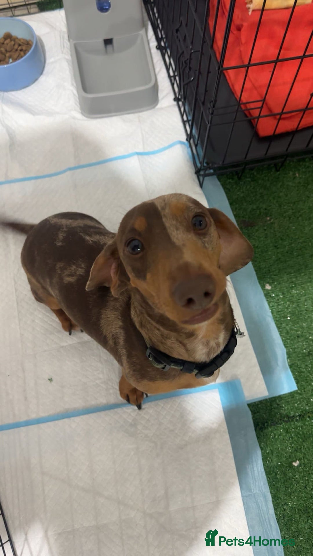Miniature Dachshund dogs for sale: Perfectly sized miniature dachshunds. - Image 6