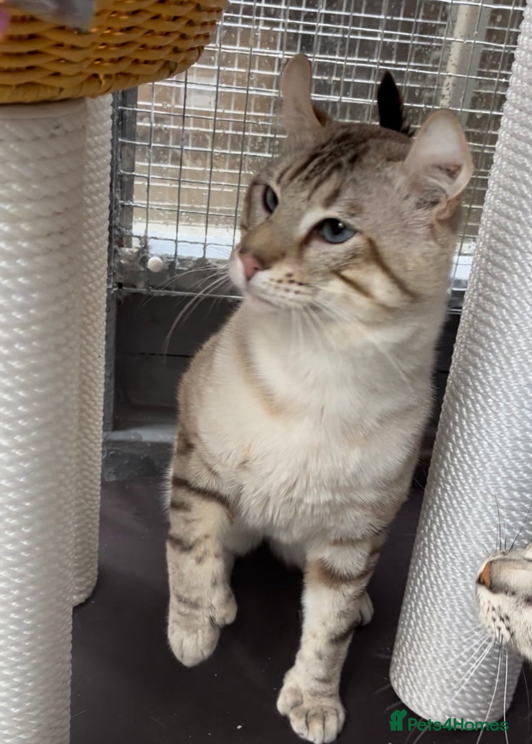 Keetso cats for sale: Gorgeous polydactyl curled eared boy  - Advert 4