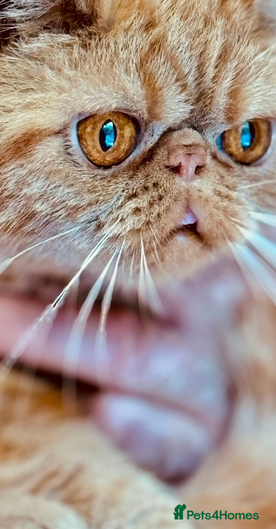 Exotic cats for sale: Gorgeous Young GCCF Exotic female PKD & PRA clear - Advert 5