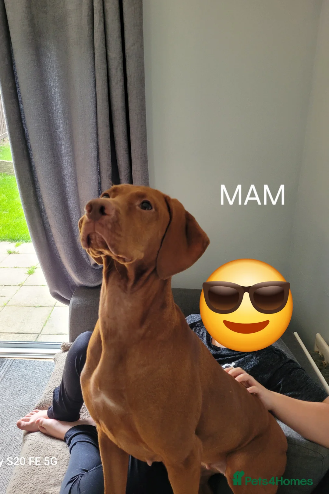 Hungarian Vizsla dogs for sale: Hungarian vizsla KC puppies for sale in Peterlee - Advert 17