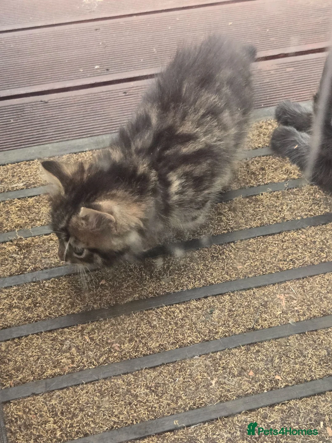 Bengal cats for sale: Half Bengal kitten 8 weeks  in Greenford - Advert 6