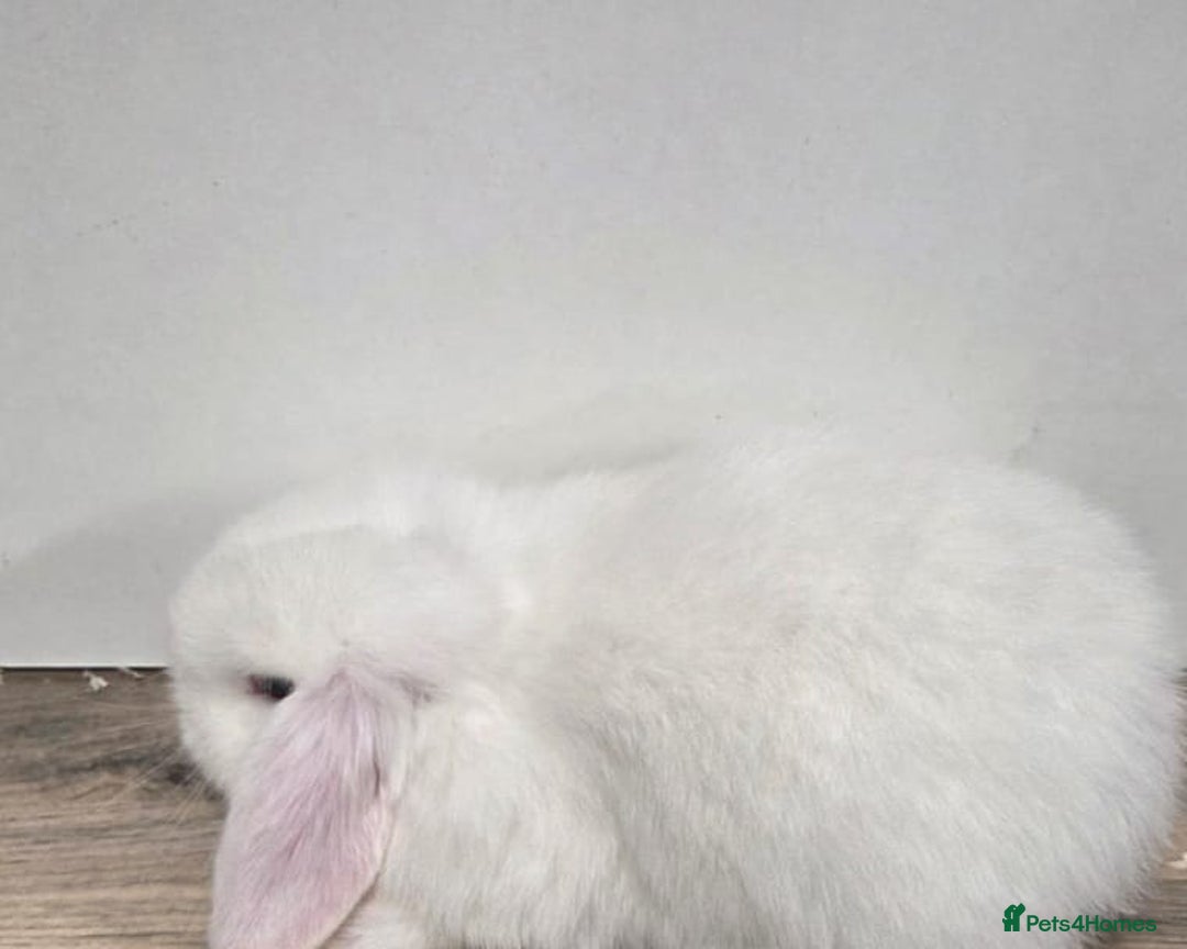 Mini Lop rabbits for sale: ❤️Purebread mini lops for sale❤️ - Advert 5