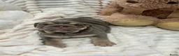 English Bulldog dogs for sale: Premium KC Registered English Bulldog Puppies   - Advert 37