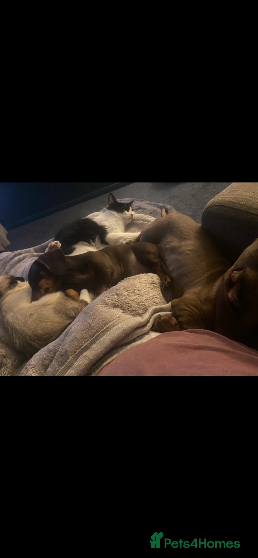 Dachshund dogs for sale: Small standard Dashound  - Advert 1