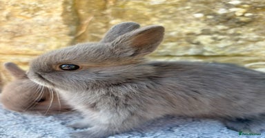 Netherland Dwarf rabbits - Advert 1