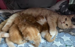 British Shorthair cats for sale: Rare red girls and red boys very docile  - Image 8