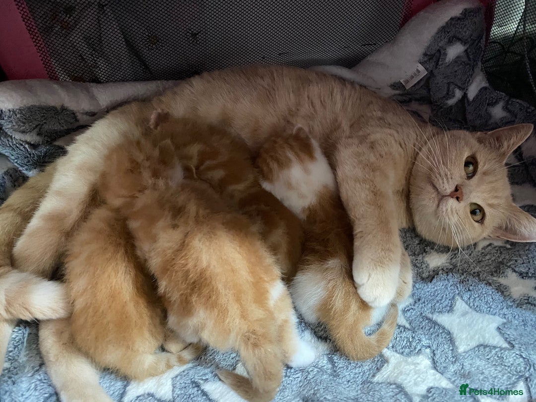 British Shorthair cats for sale: Rare red girls and red boys very docile  - Image 8