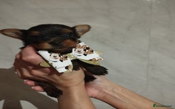 Yorkshire Terrier dogs for sale: 💝💝Beautiful miniature babies 💝💝 - Image 9
