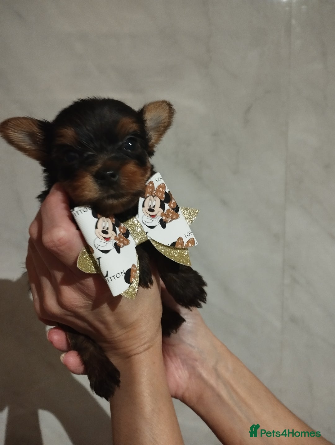 Yorkshire Terrier dogs for sale: 💝💝Beautiful miniature babies 💝💝 - Image 9
