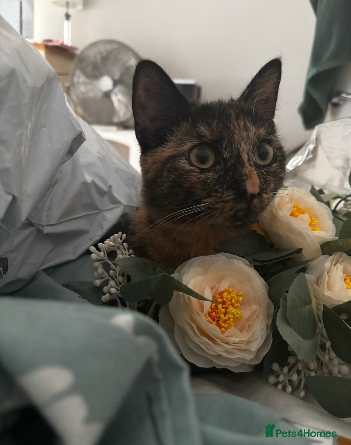 Mixed Breed cats 1 year old tortoiseshell cat - Advert 1