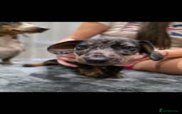 Dachshund dogs for sale: Beautiful puppies - Image 6
