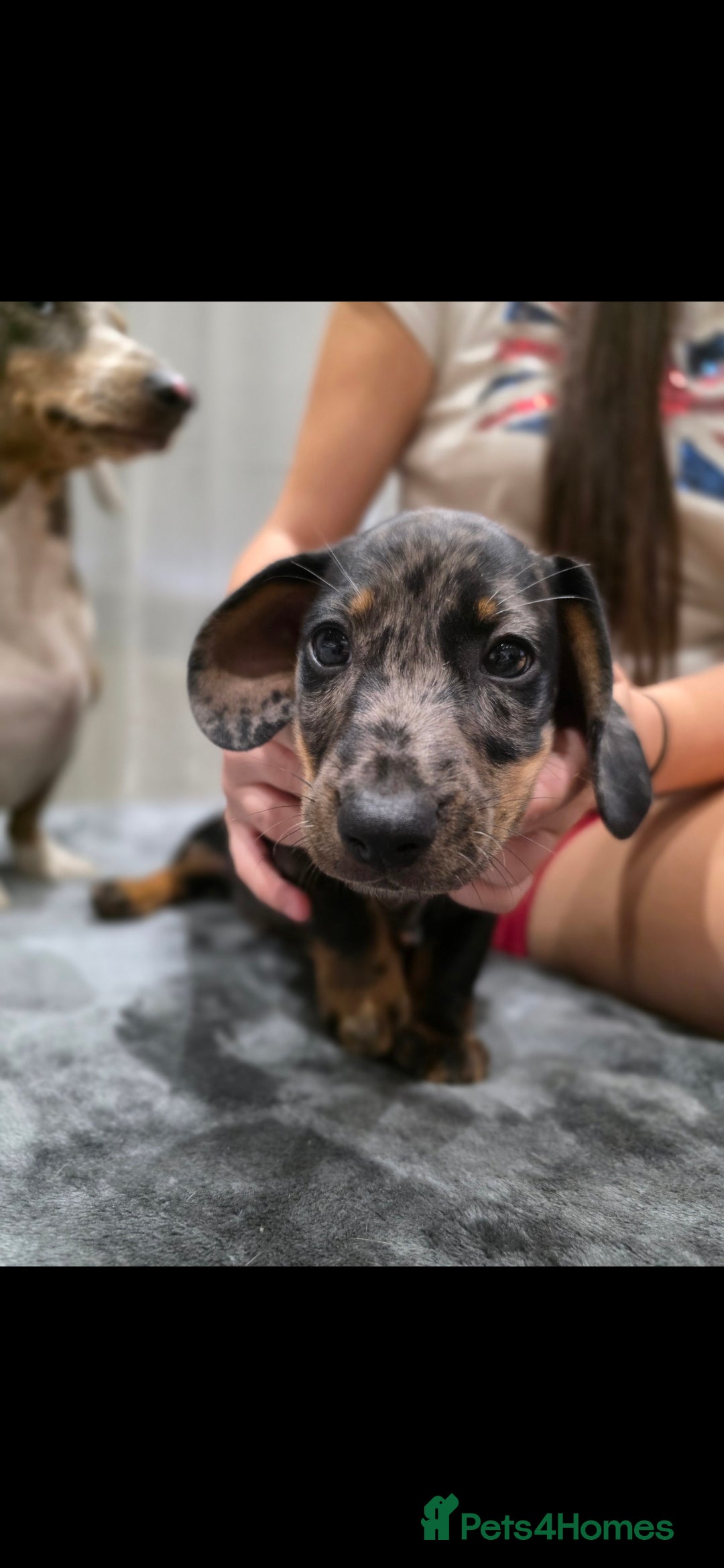 Dachshund dogs for sale: Beautiful puppies - Image 6