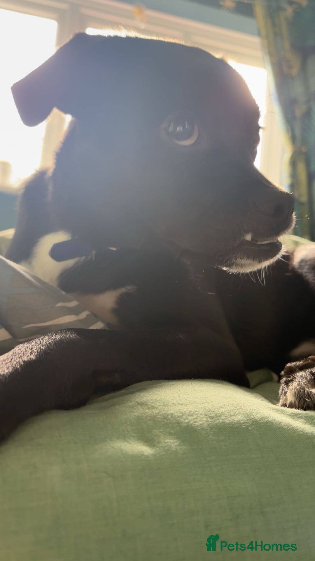 Mixed Breed dogs for sale: milo the pug cross - Image 5