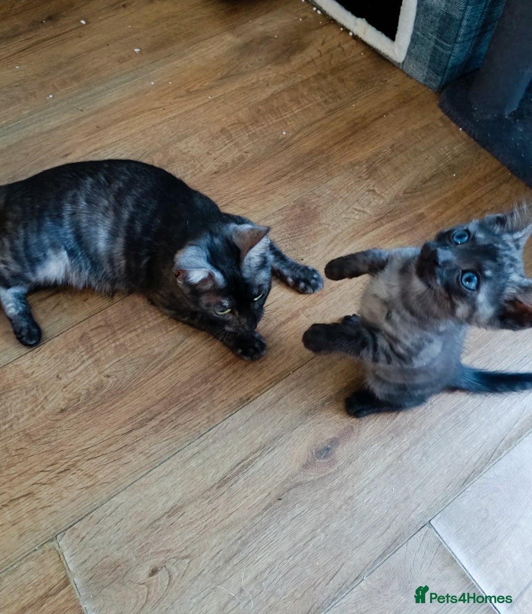 Bengal cats for sale: Three Bengals - Image 8