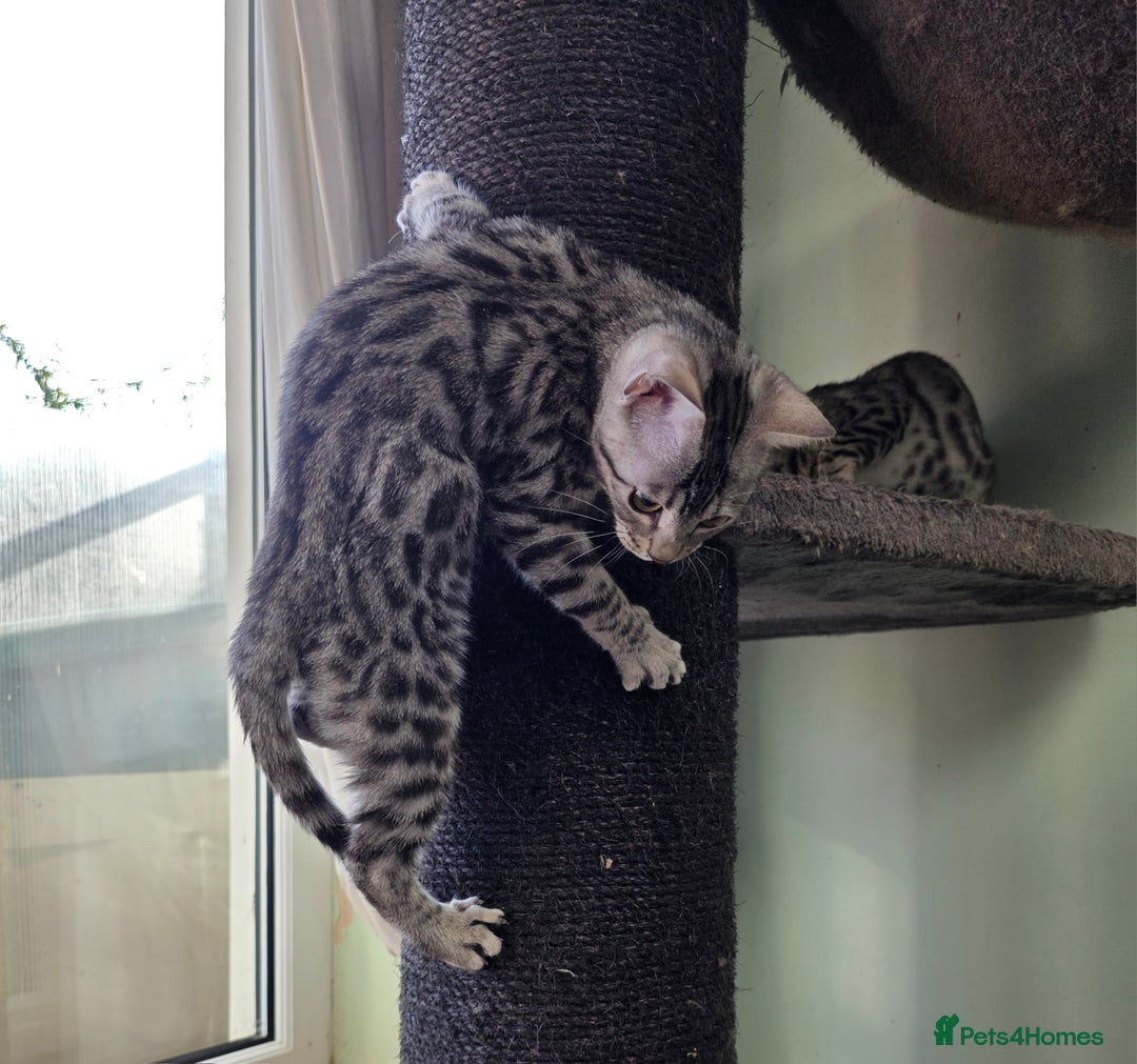 Bengal cats for sale:  Outstanding Quality Bengal kittens ready to leave - Image 28