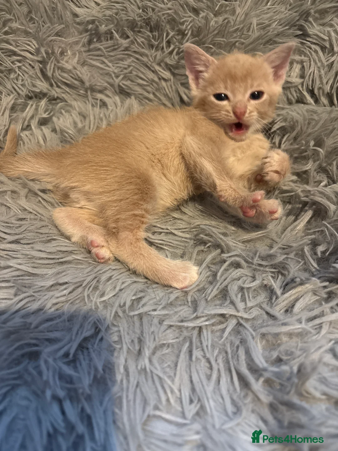 Mixed Breed cats for sale: Kitten’s For Sale - Advert 6