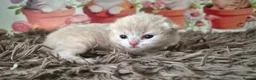 British Shorthair cats for sale: ** Beautiful TICA Registered kittens ** - Advert 16