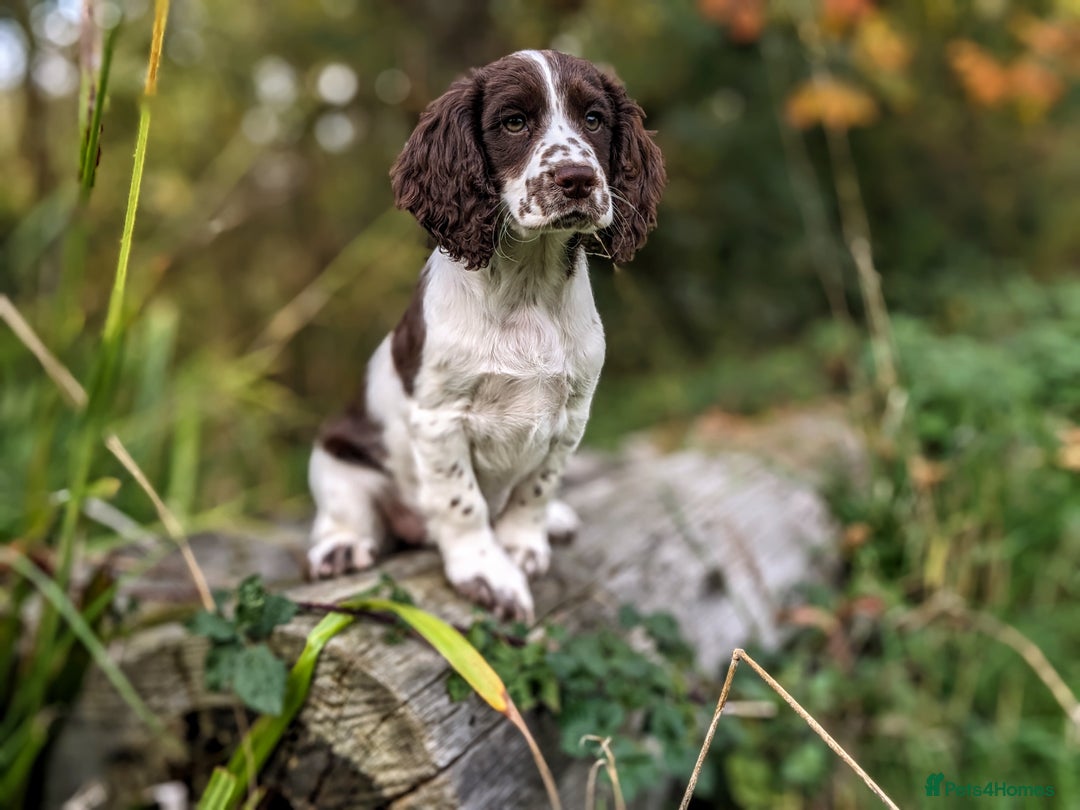 Cocker Spaniel dogs for sale: Beautiful Cocker Spaniel Puppy - Image 10